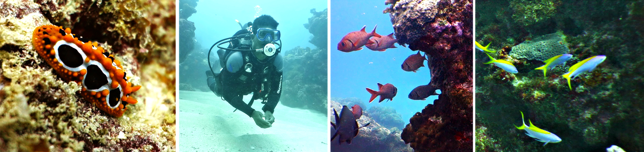 Crystal-Diving-Marine-Fauna-Flora