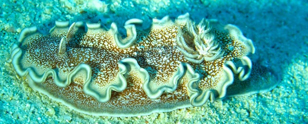 crystal-diving-gallery-8