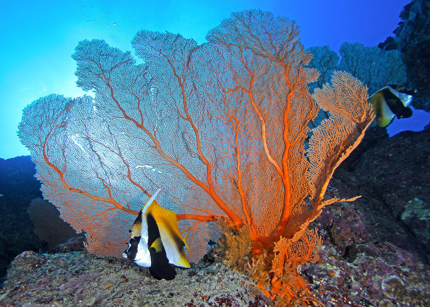 Crystal-Diving-Sea-Fan