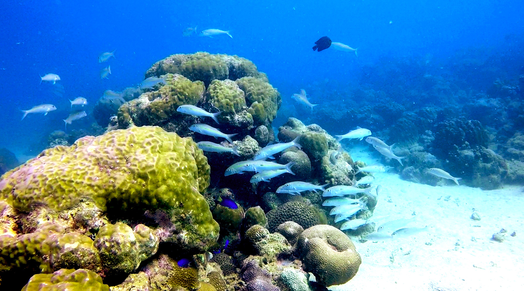 Crystal-Diving-underwater